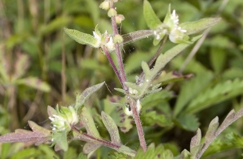 Ambrosia artemisiifolia / Ambrosia con foglie di Artemisia